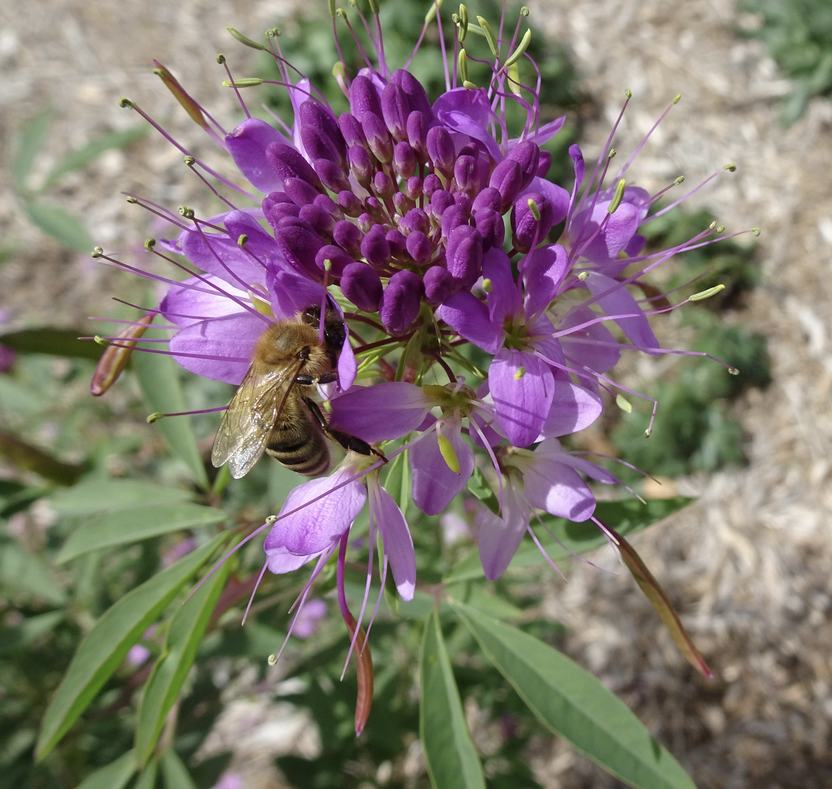 Increasing Biodiversity One Native Plant at a time